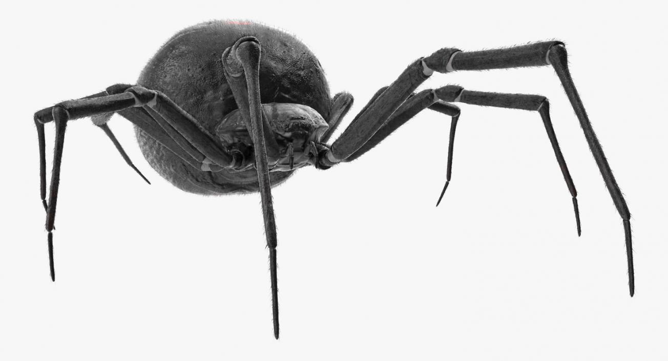 Latrodectus Spider with Fur 3D