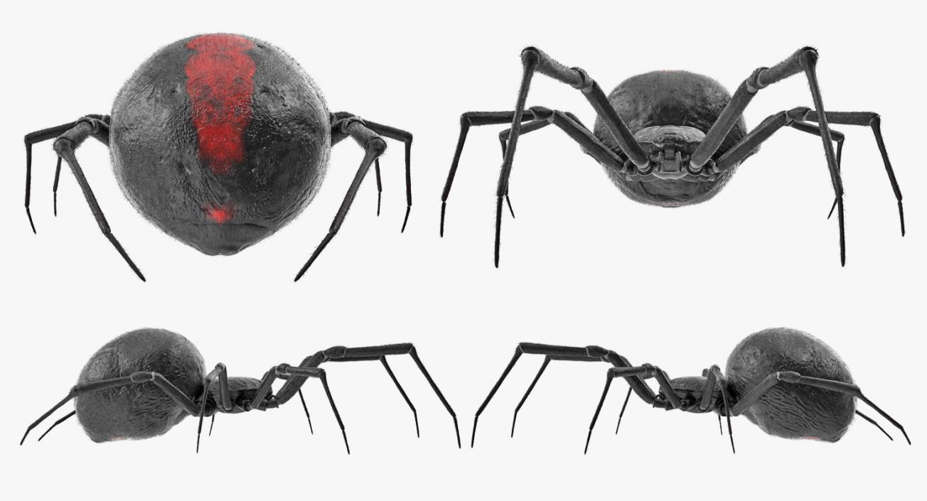 Latrodectus Spider with Fur 3D