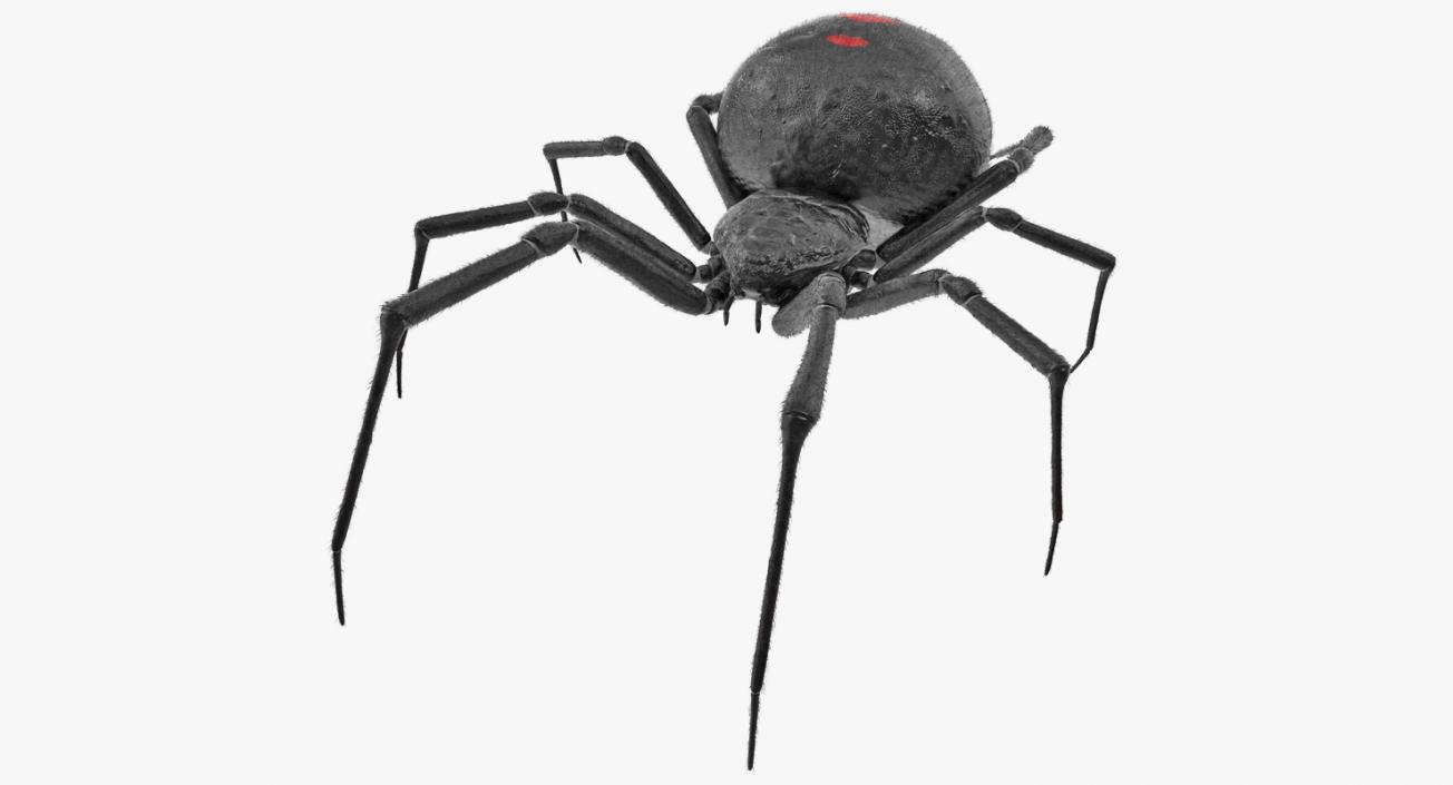 Latrodectus Spider with Fur 3D