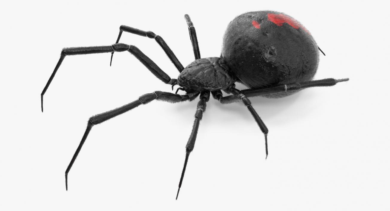 Latrodectus Spider with Fur 3D