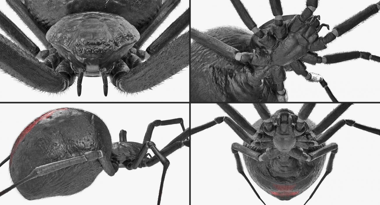 Latrodectus Spider with Fur 3D