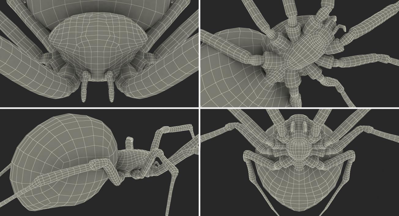 Latrodectus Spider with Fur 3D