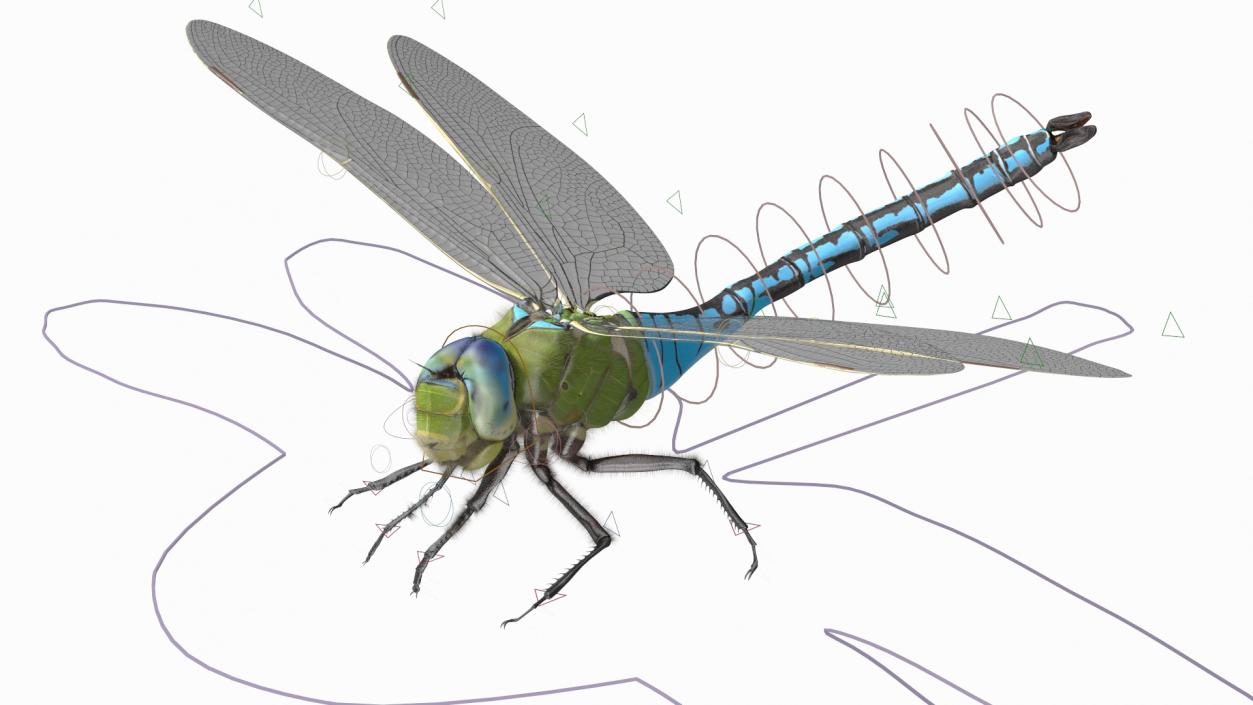 3D model Dragonfly Fur Rigged