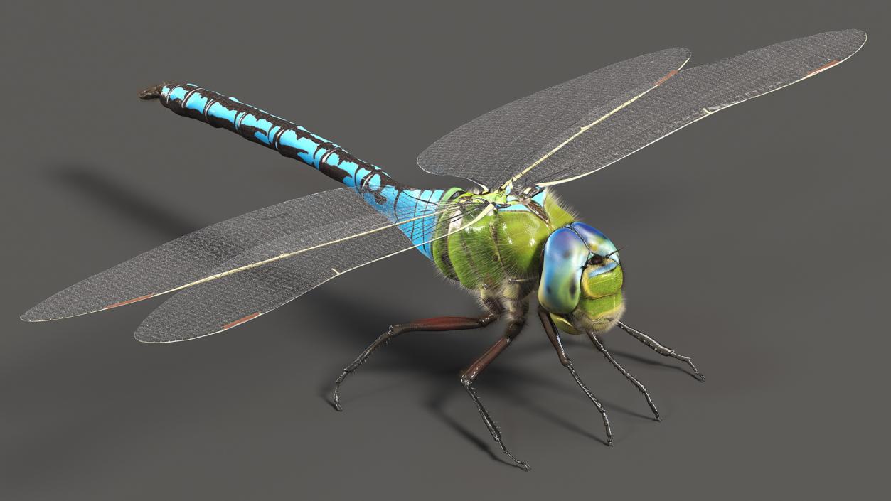 3D model Dragonfly Fur Rigged