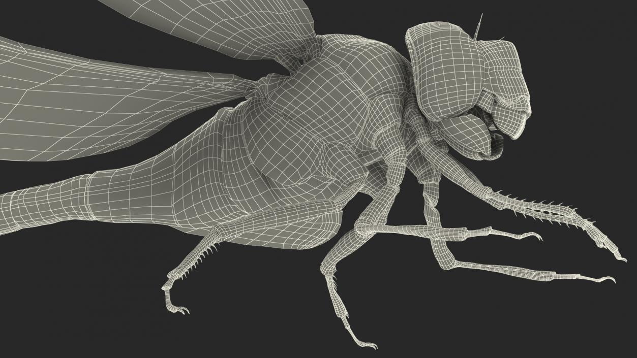 3D model Dragonfly Fur Rigged