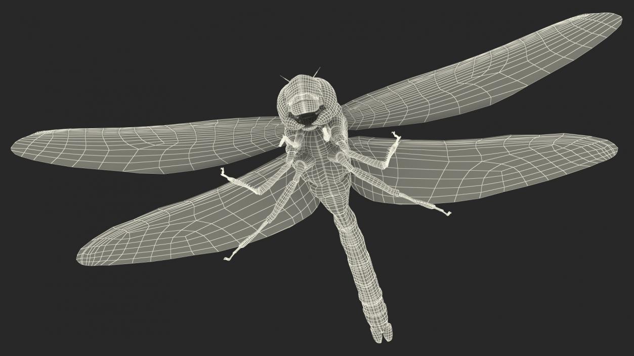 3D model Dragonfly Fur Rigged