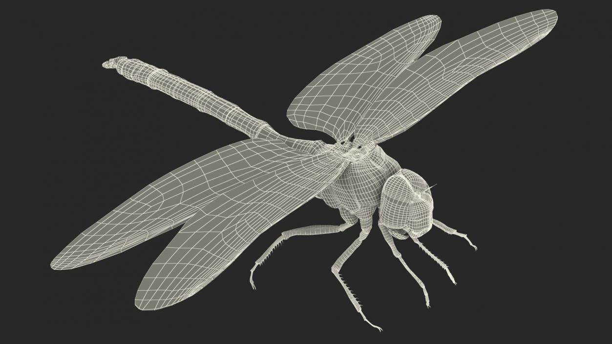 3D model Dragonfly Fur Rigged