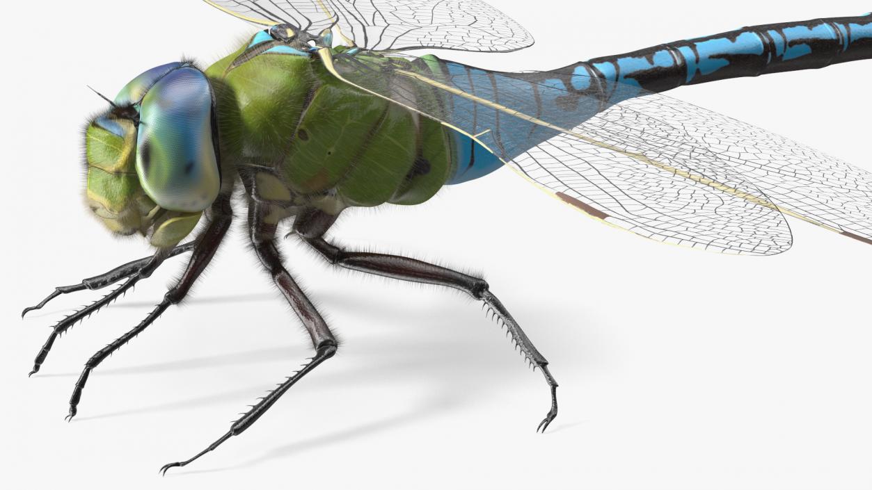 3D model Dragonfly Fur Rigged