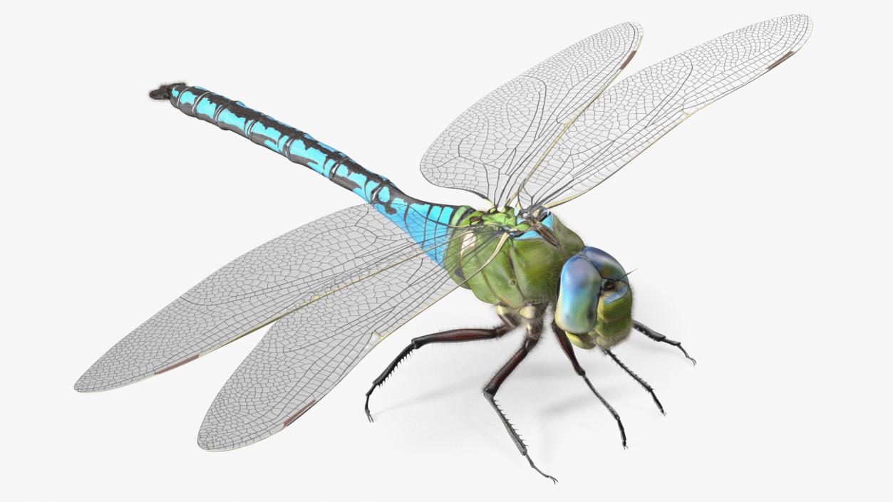 3D model Dragonfly Fur Rigged