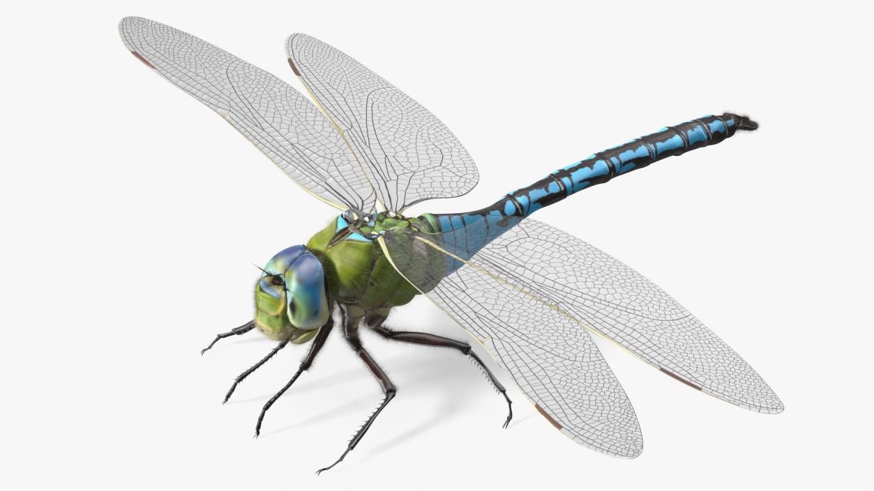 3D model Dragonfly Fur Rigged