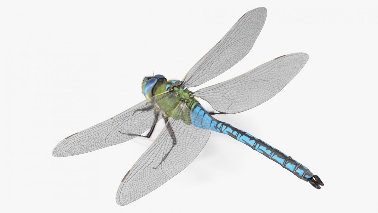 3D model Dragonfly Fur Rigged