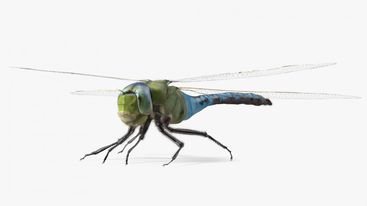 3D model Dragonfly Fur Rigged