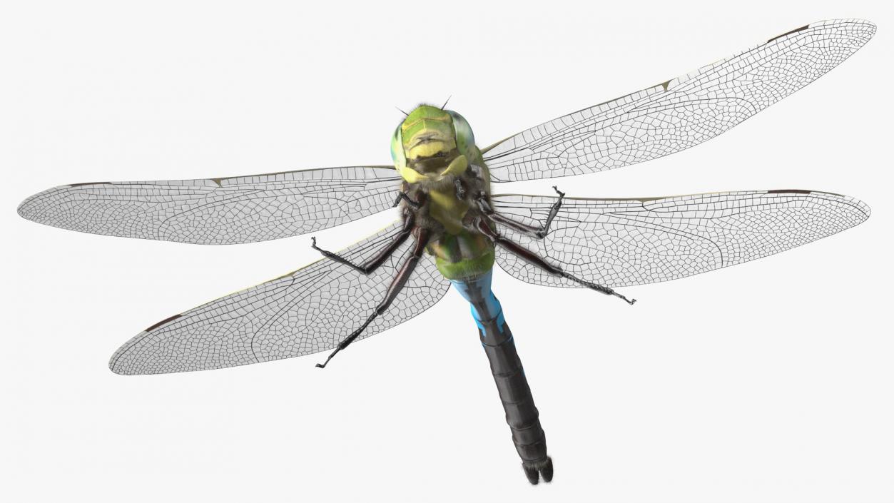 3D model Dragonfly Fur Rigged