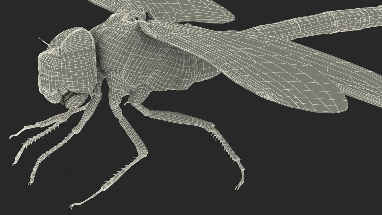 3D model Dragonfly Fur Rigged