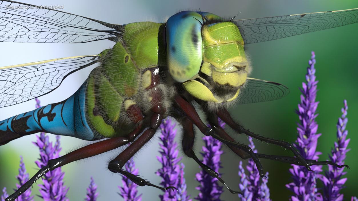 3D model Dragonfly Fur Rigged