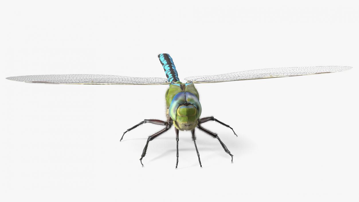 3D model Dragonfly Fur Rigged