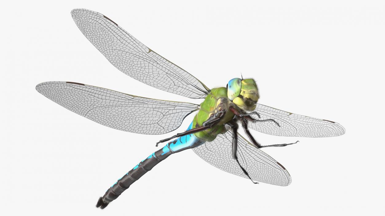 3D model Dragonfly Fur Rigged