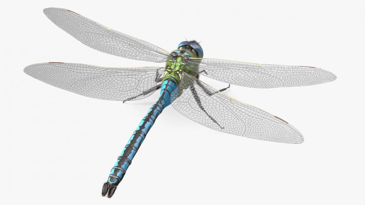 3D model Dragonfly Fur Rigged