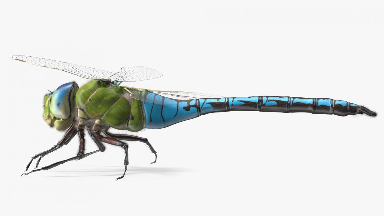 3D model Dragonfly Fur Rigged