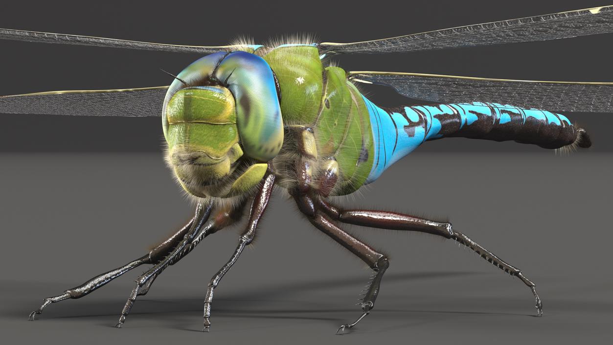 3D model Dragonfly Fur Rigged