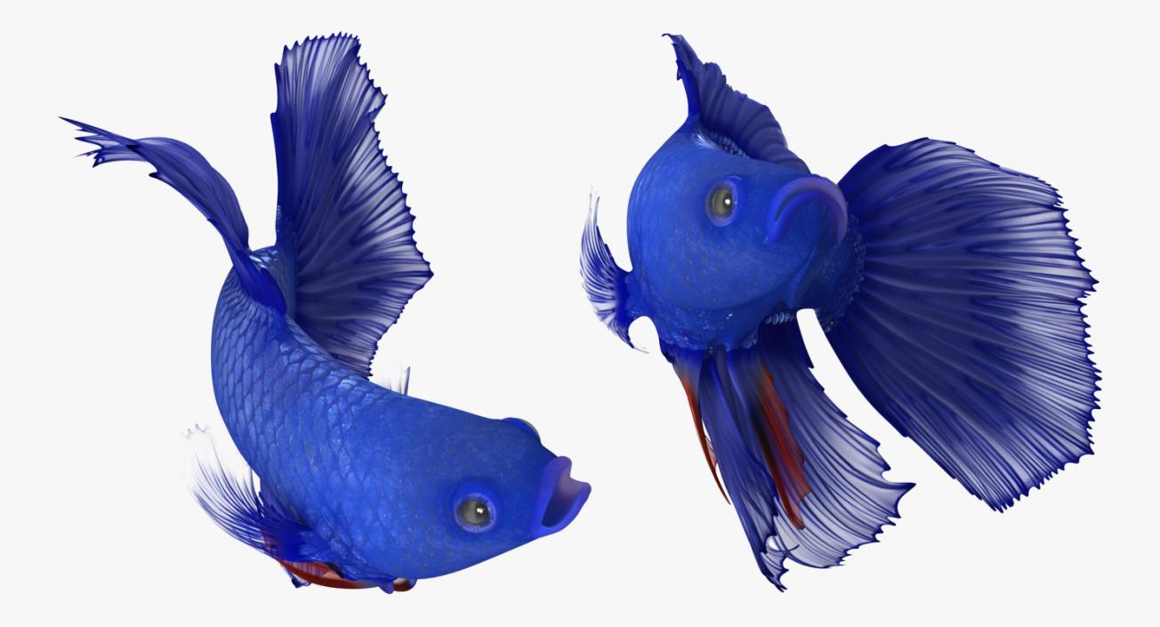 Blue Betta Fish Rigged 3D