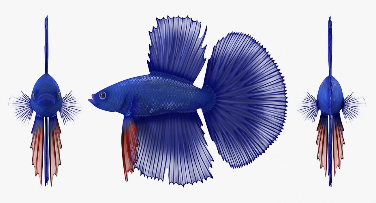 Blue Betta Fish Rigged 3D