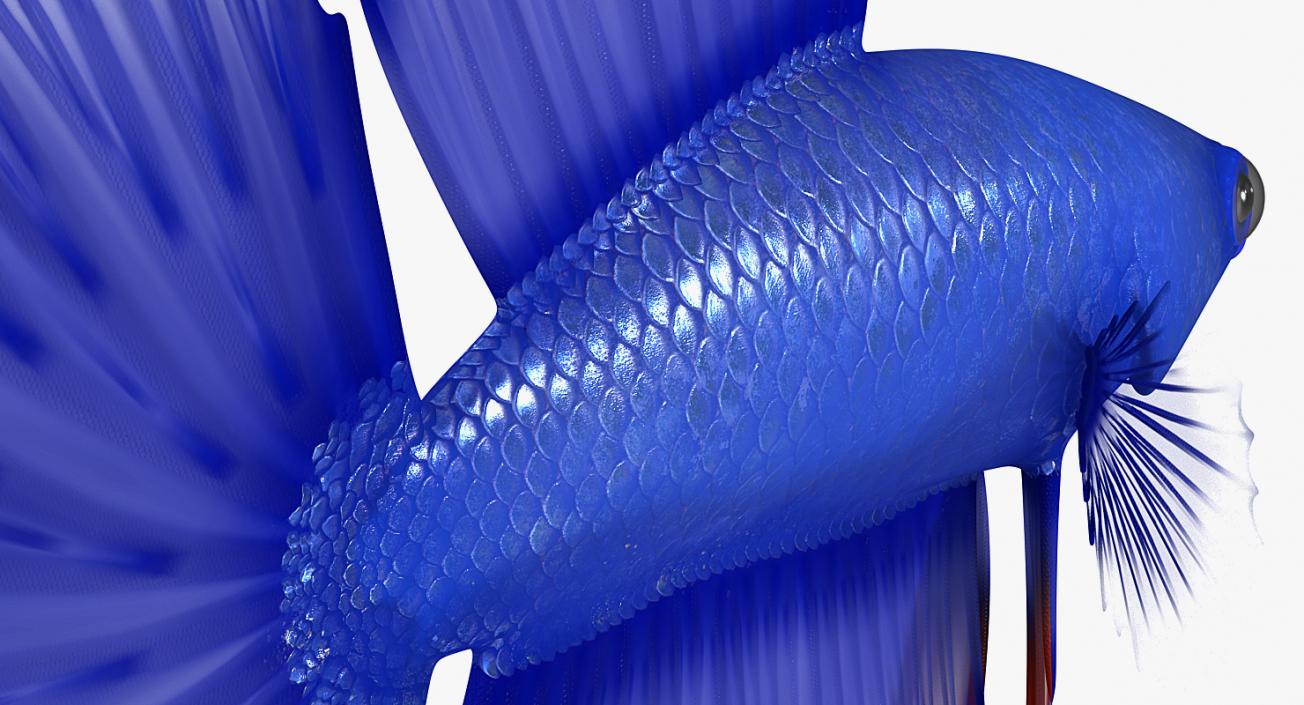 Blue Betta Fish Rigged 3D