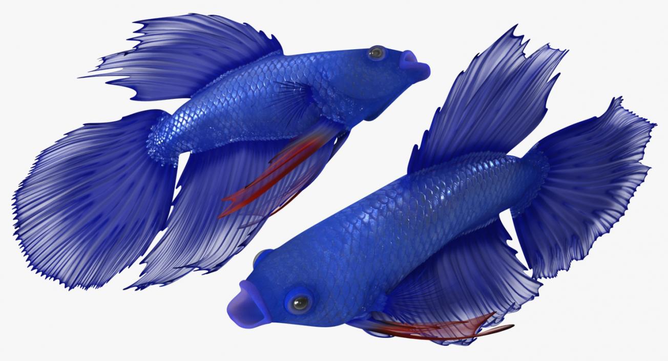 Blue Betta Fish Rigged 3D