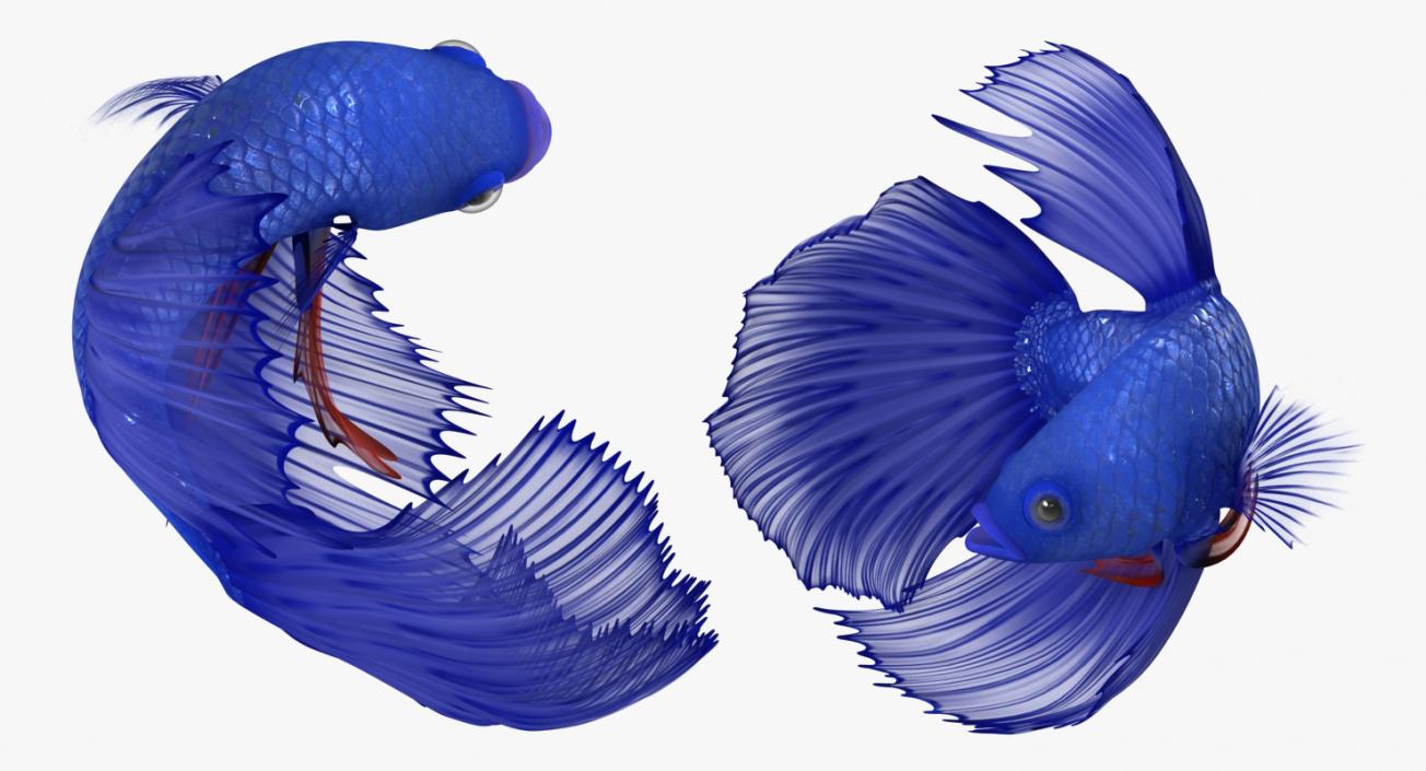 Blue Betta Fish Rigged 3D