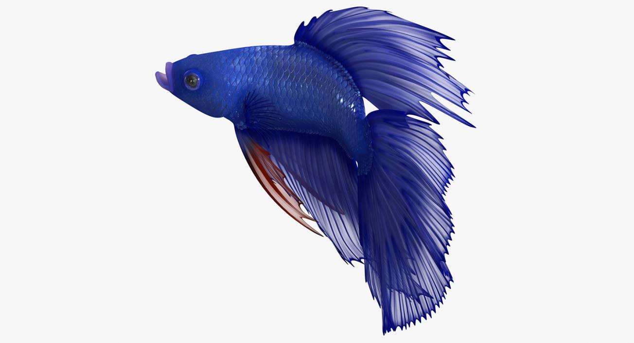 Blue Betta Fish Rigged 3D