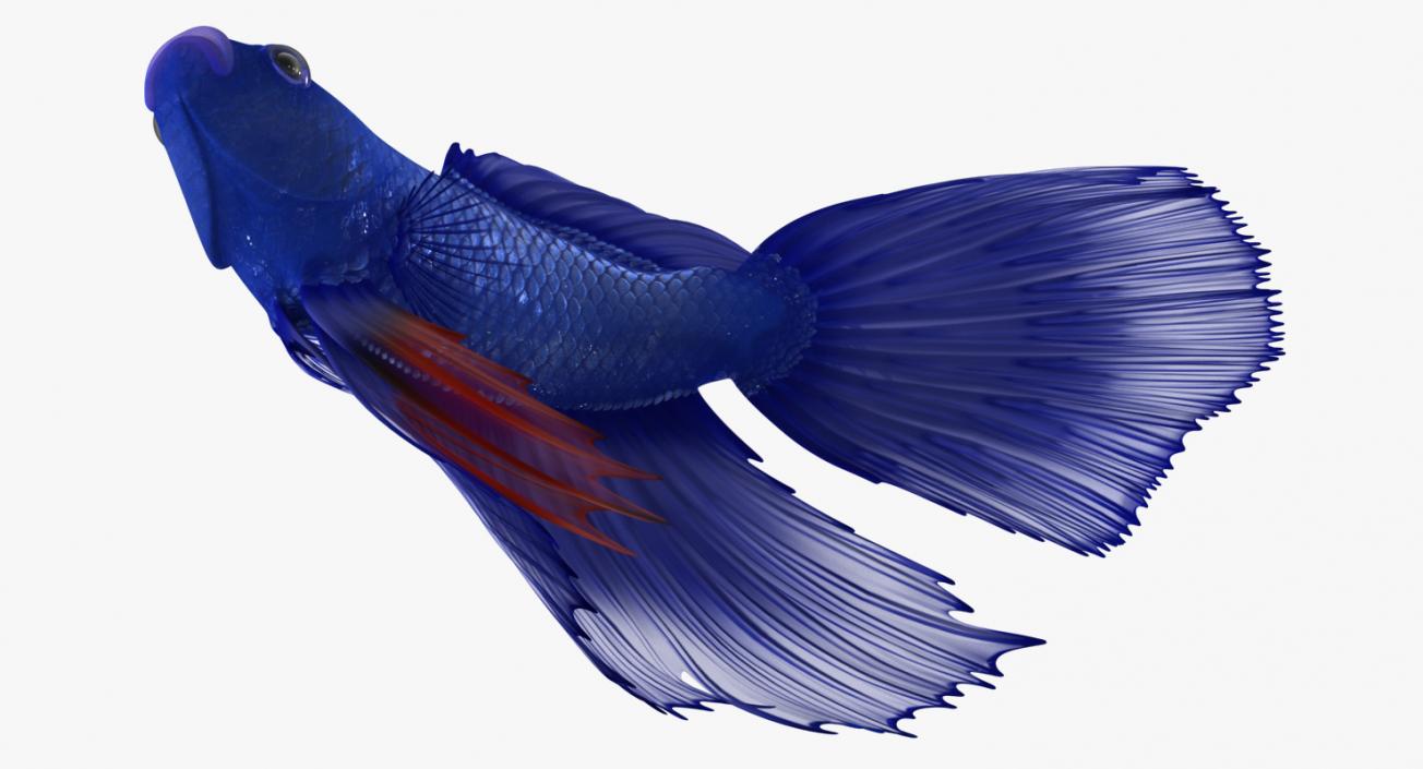 Blue Betta Fish Rigged 3D