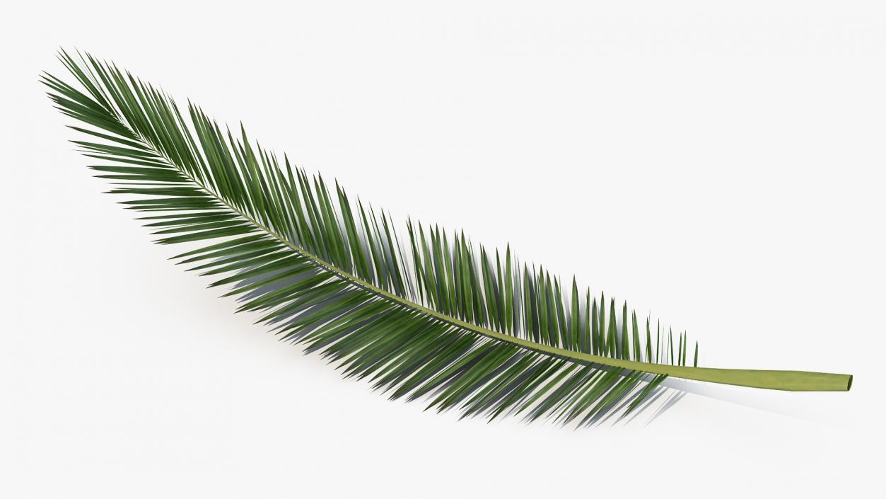 3D Palm Branch