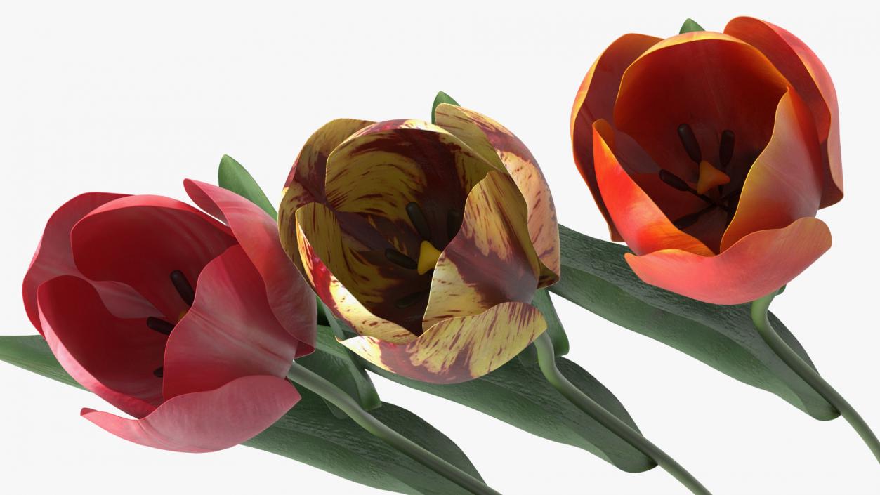 3D Three Colour Tulips Set model