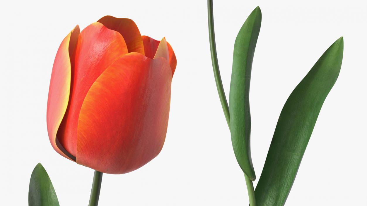 3D Three Colour Tulips Set model