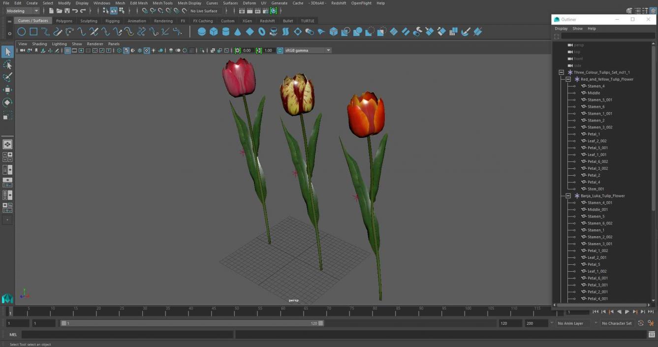 3D Three Colour Tulips Set model