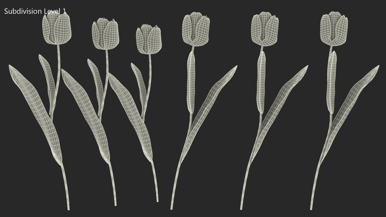 3D Three Colour Tulips Set model