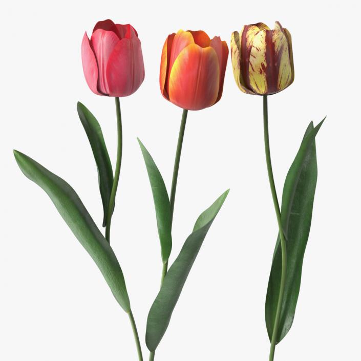 3D Three Colour Tulips Set model