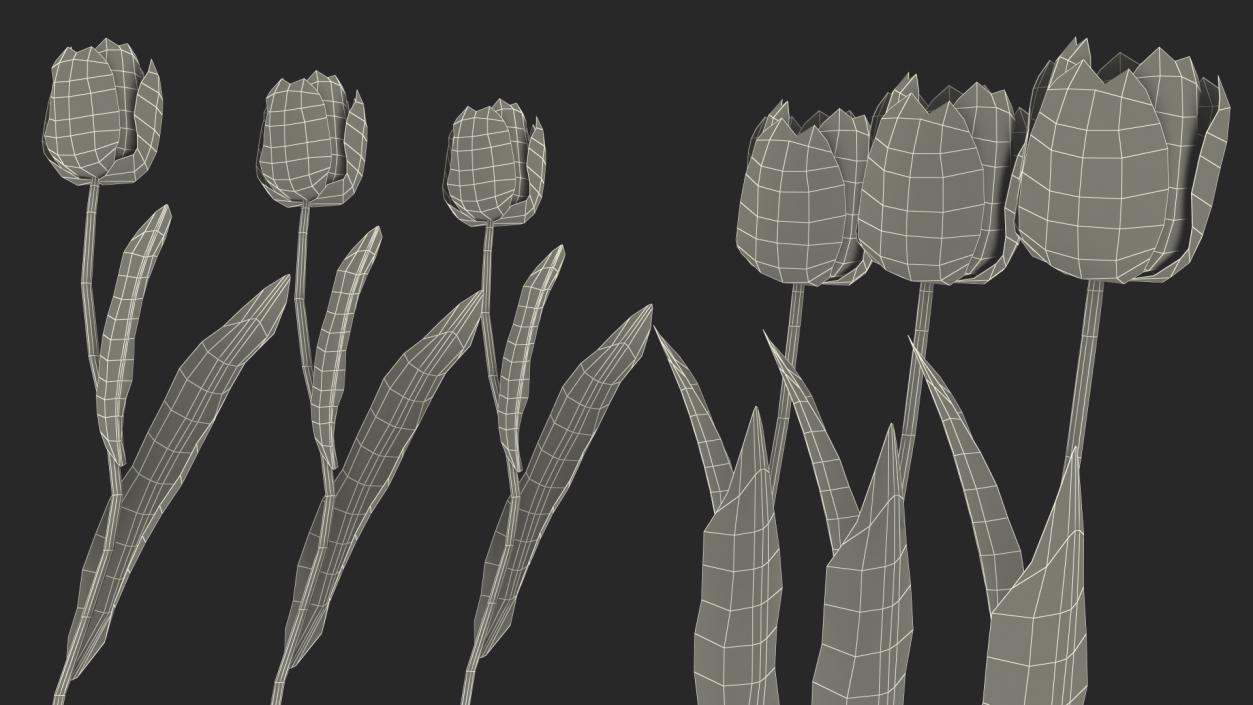 3D Three Colour Tulips Set model