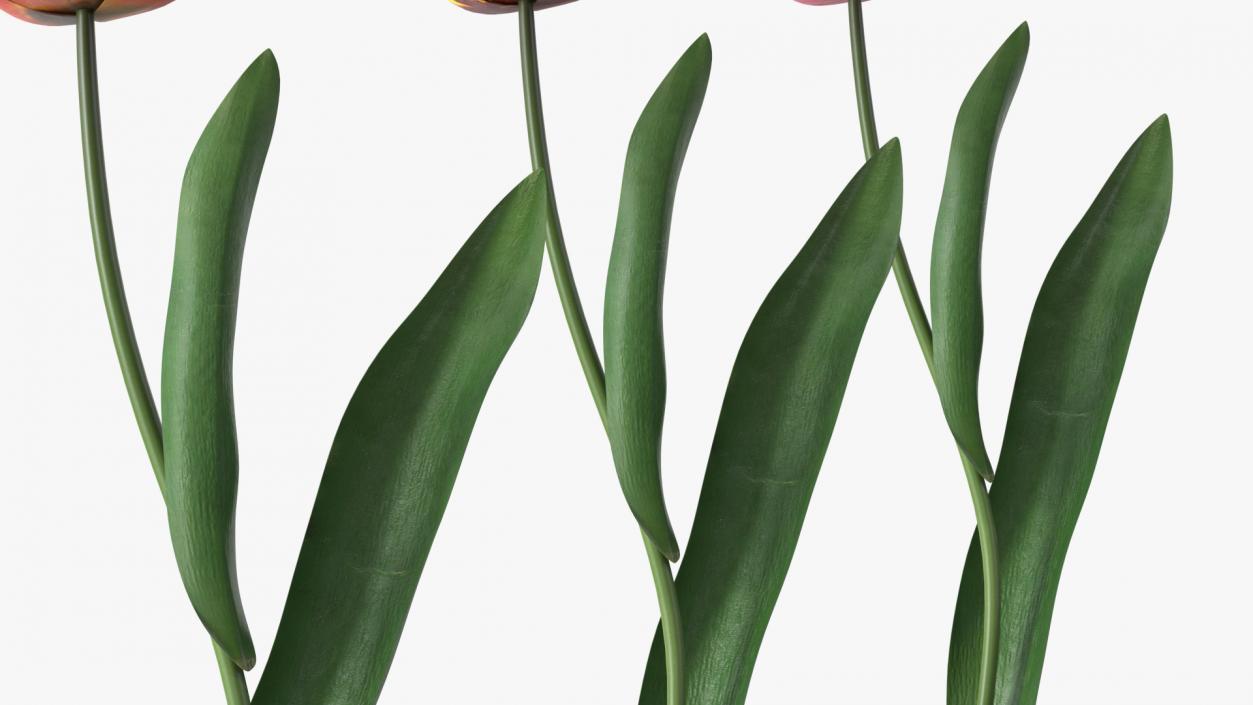 3D Three Colour Tulips Set model