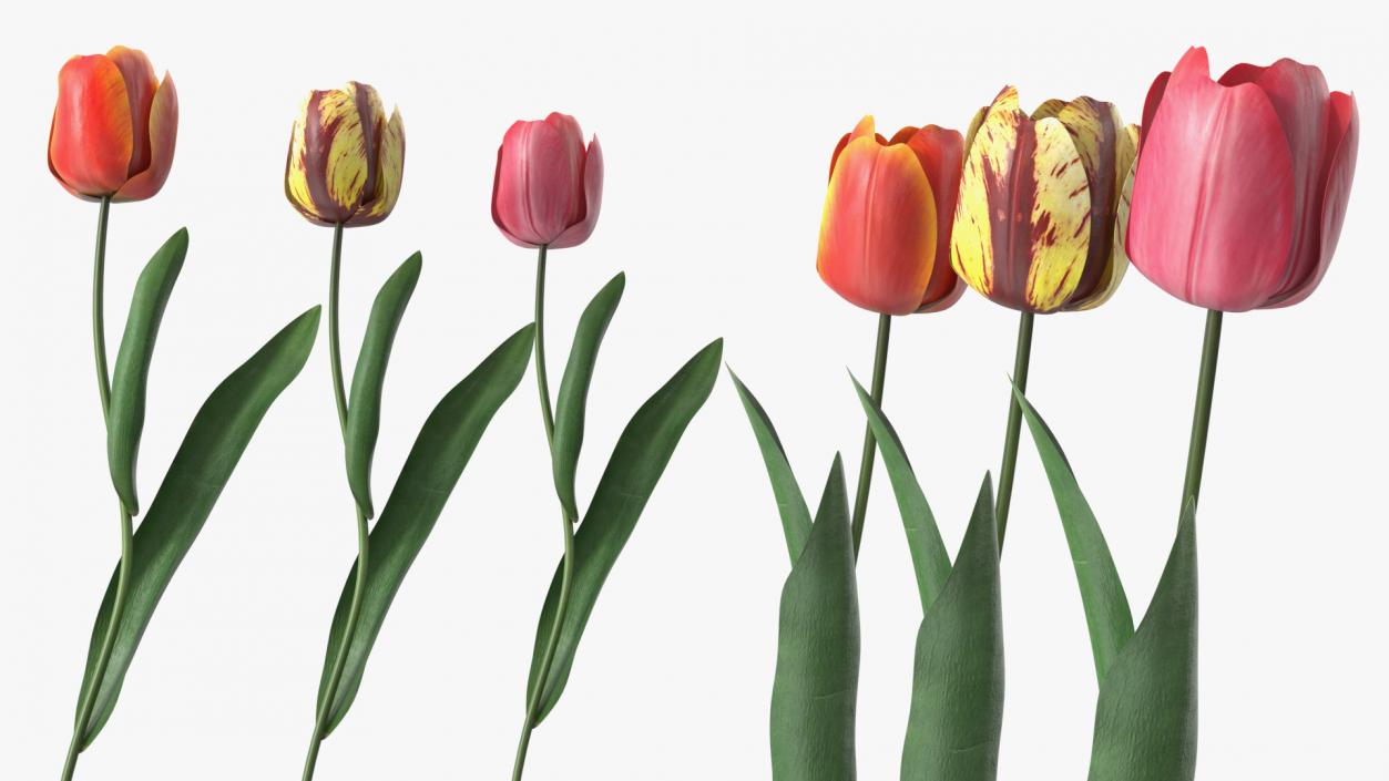 3D Three Colour Tulips Set model