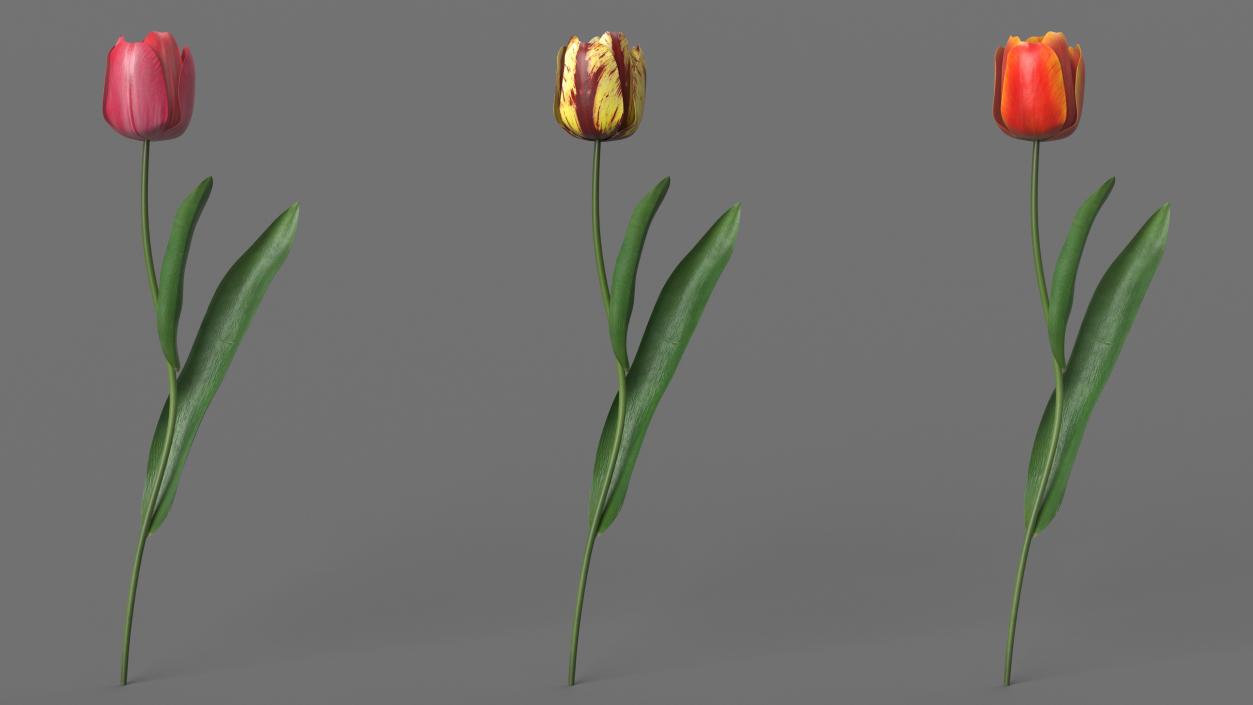 3D Three Colour Tulips Set model