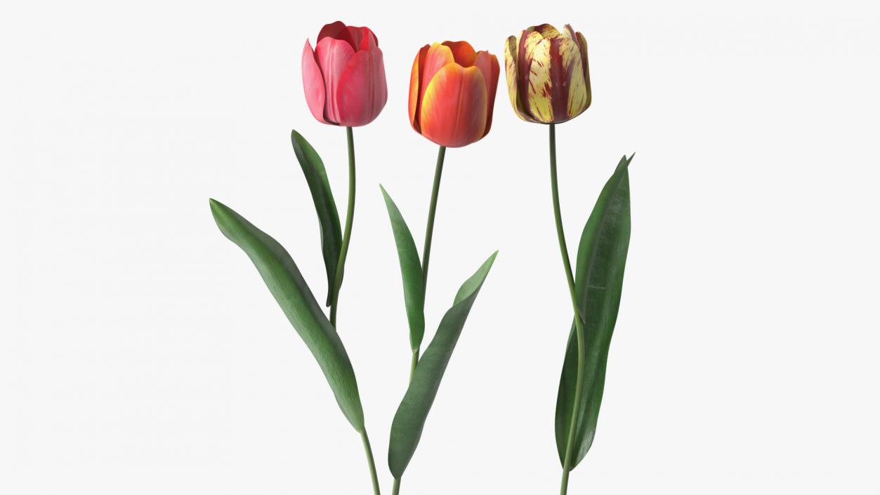 3D Three Colour Tulips Set model