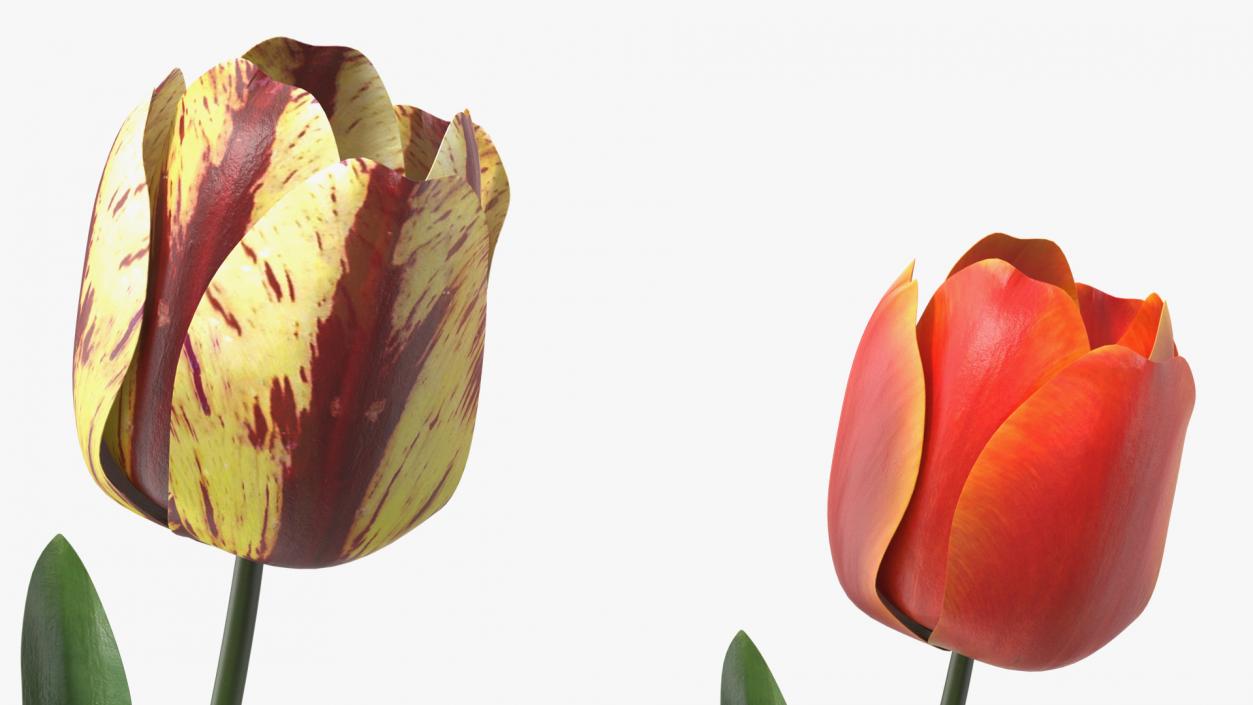 3D Three Colour Tulips Set model