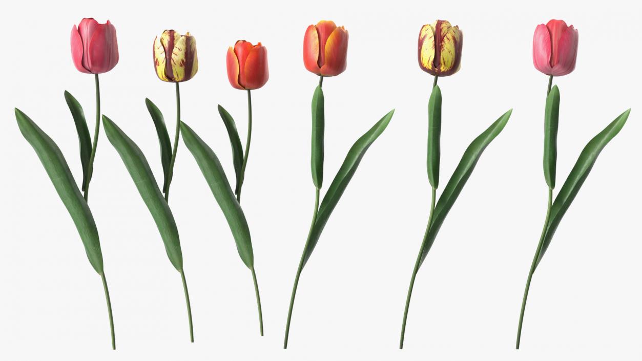 3D Three Colour Tulips Set model