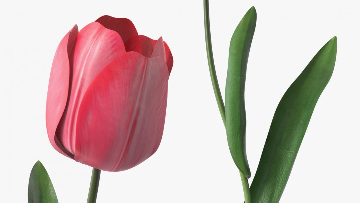 3D Three Colour Tulips Set model