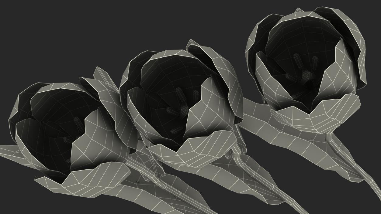 3D Three Colour Tulips Set model