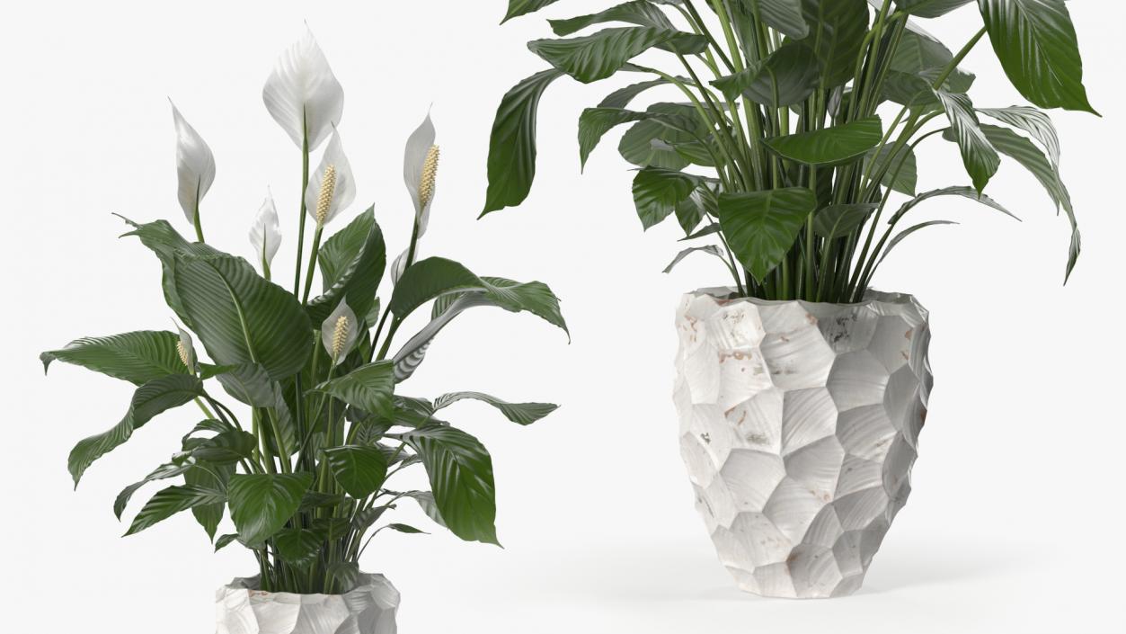 Plant Lily Spathiphyllum In Ceramic Pot 3D model