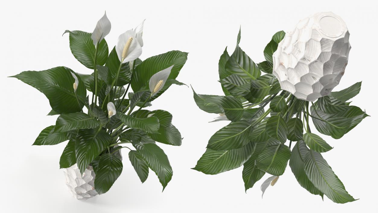 Plant Lily Spathiphyllum In Ceramic Pot 3D model