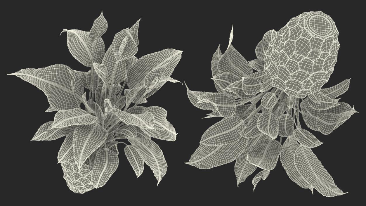 Plant Lily Spathiphyllum In Ceramic Pot 3D model