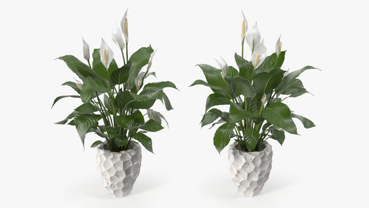 Plant Lily Spathiphyllum In Ceramic Pot 3D model